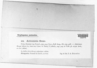 Diplocarpon rosae image